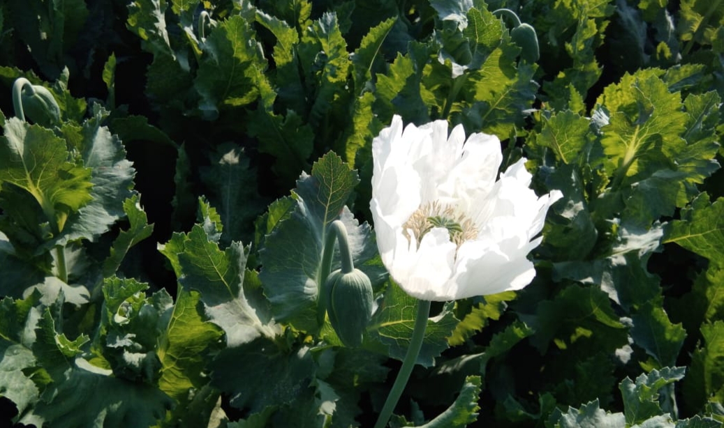 खेतों में लहलहा रही काले सोने के नाम से विख्यात अफीम की फसल पर खिलने लगे सफेद फूल